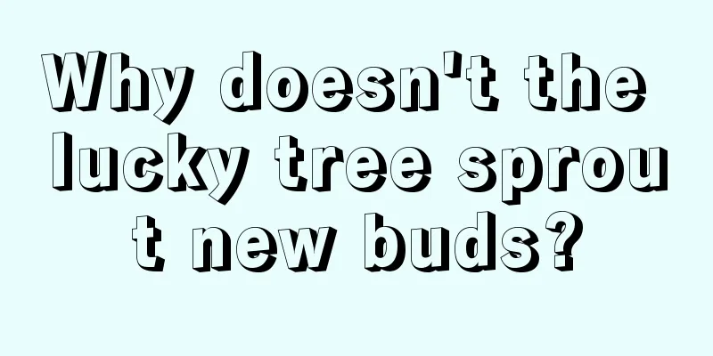 Why doesn't the lucky tree sprout new buds?