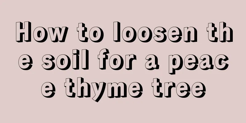 How to loosen the soil for a peace thyme tree