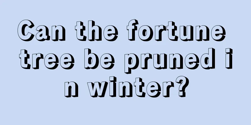 Can the fortune tree be pruned in winter?