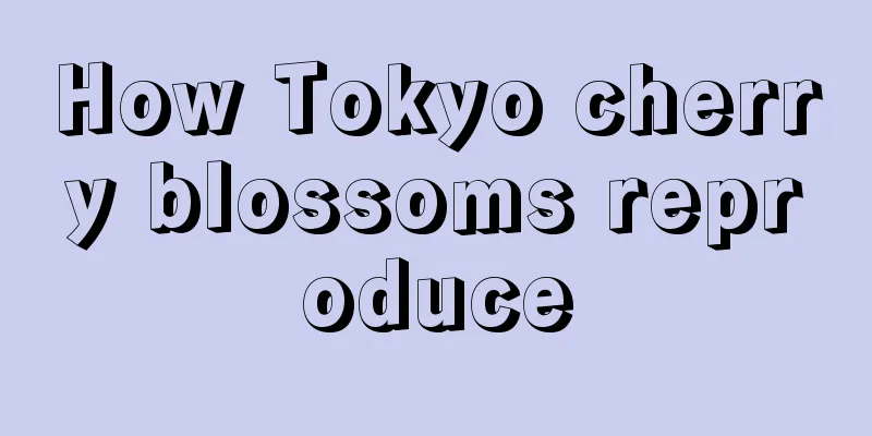 How Tokyo cherry blossoms reproduce