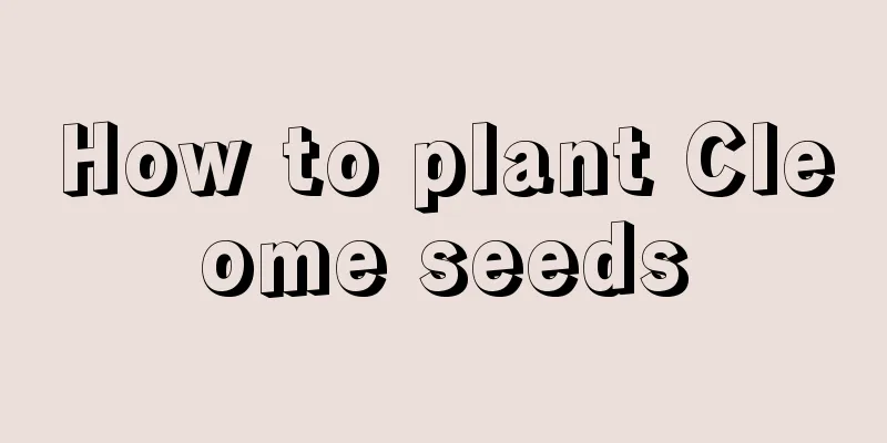 How to plant Cleome seeds