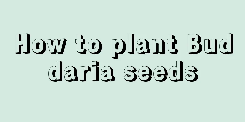 How to plant Buddaria seeds