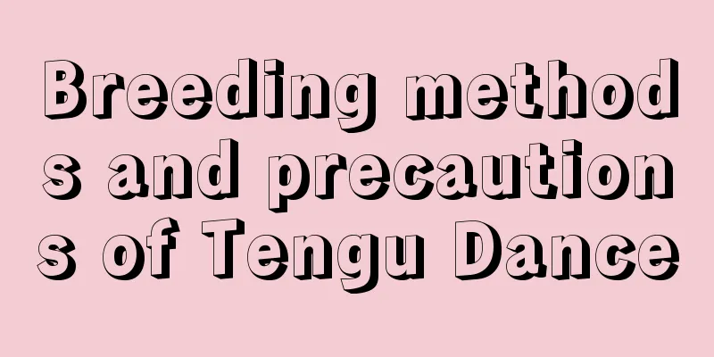 Breeding methods and precautions of Tengu Dance