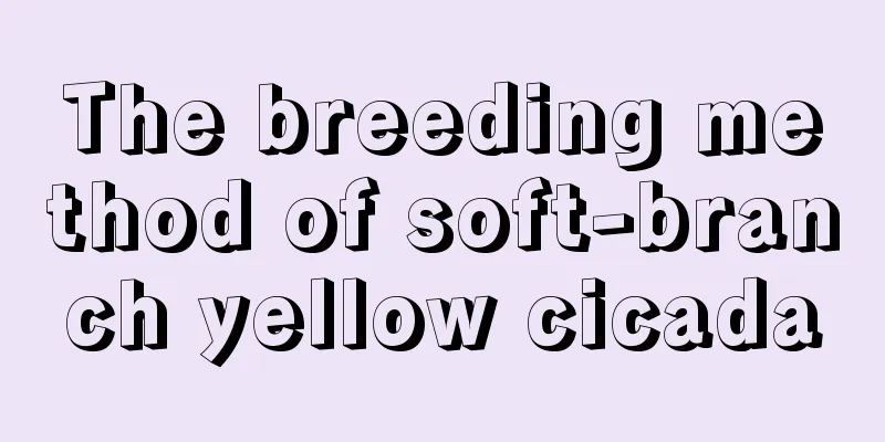 The breeding method of soft-branch yellow cicada