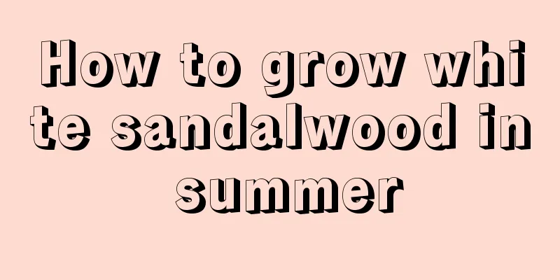 How to grow white sandalwood in summer