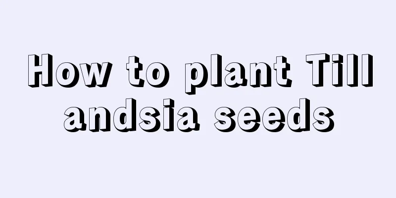 How to plant Tillandsia seeds