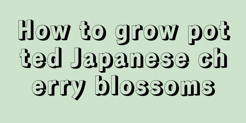 How to grow potted Japanese cherry blossoms