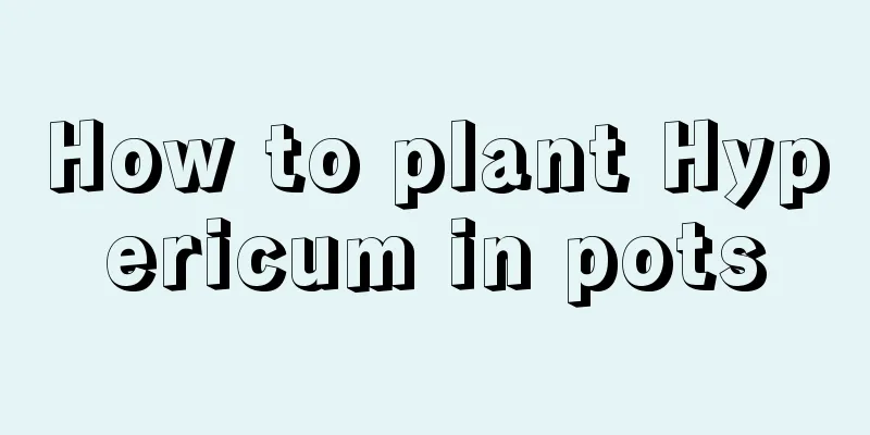 How to plant Hypericum in pots