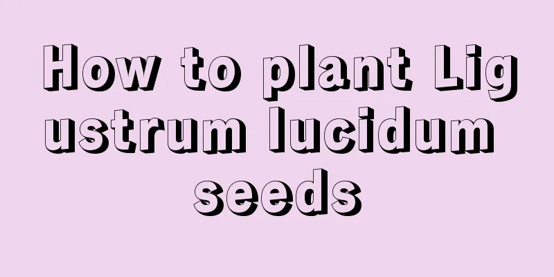 How to plant Ligustrum lucidum seeds