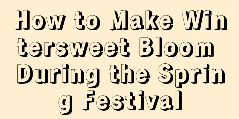 How to Make Wintersweet Bloom During the Spring Festival