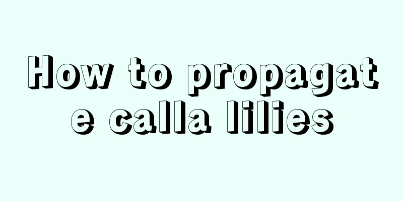 How to propagate calla lilies