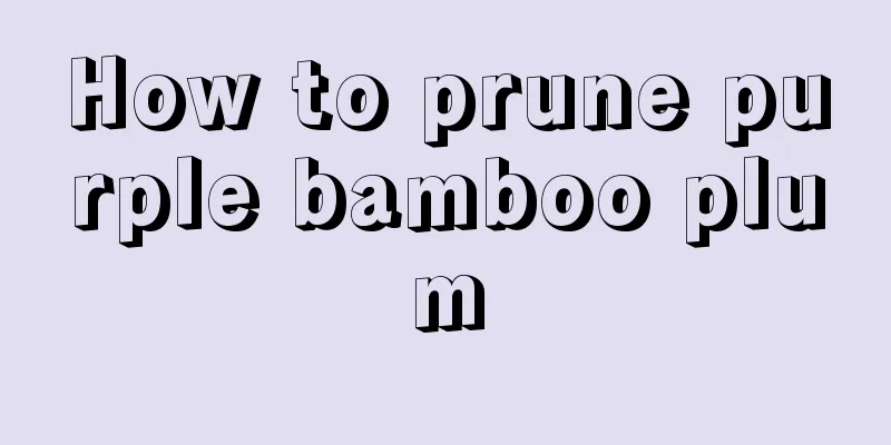 How to prune purple bamboo plum