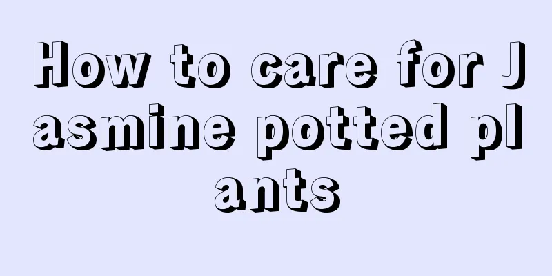 How to care for Jasmine potted plants