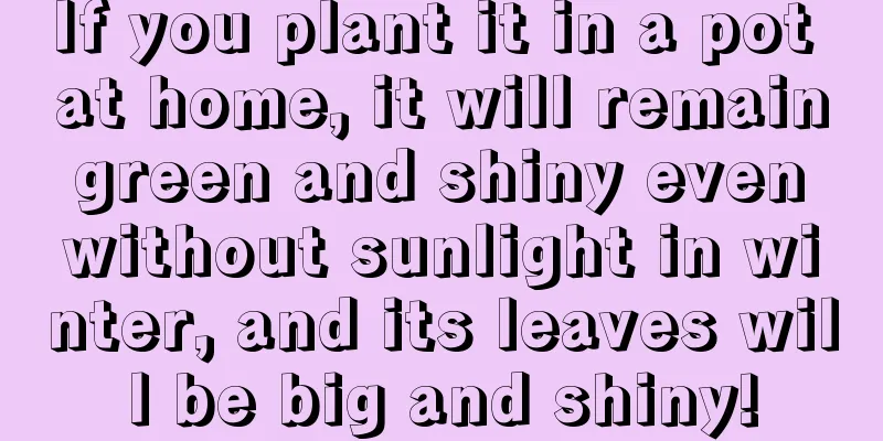 If you plant it in a pot at home, it will remain green and shiny even without sunlight in winter, and its leaves will be big and shiny!