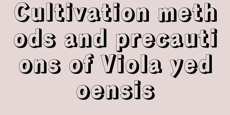 Cultivation methods and precautions of Viola yedoensis