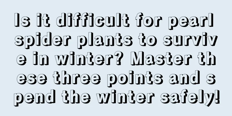 Is it difficult for pearl spider plants to survive in winter? Master these three points and spend the winter safely!