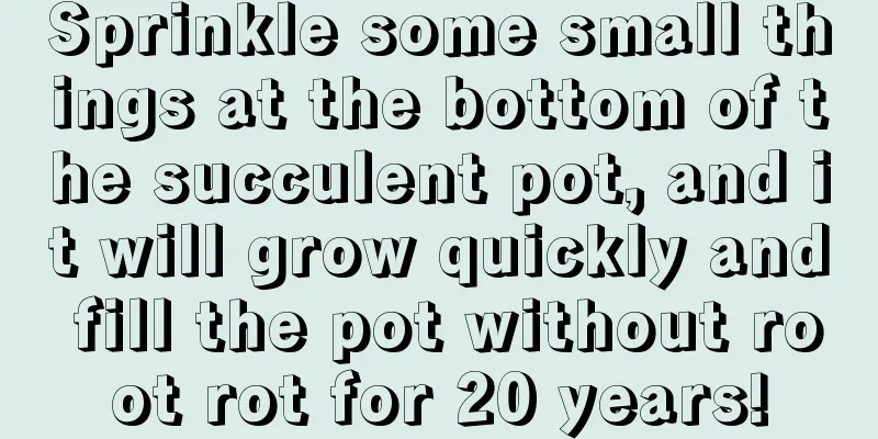 Sprinkle some small things at the bottom of the succulent pot, and it will grow quickly and fill the pot without root rot for 20 years!