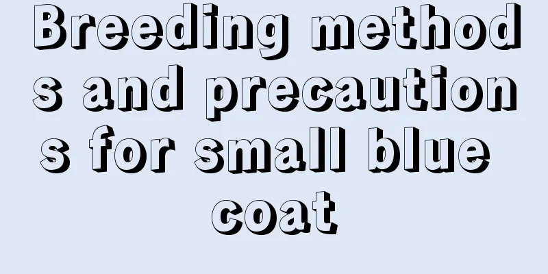 Breeding methods and precautions for small blue coat