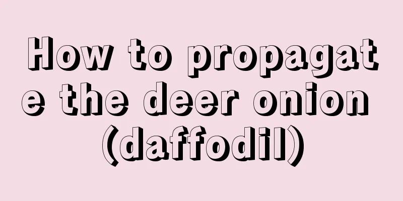 How to propagate the deer onion (daffodil)