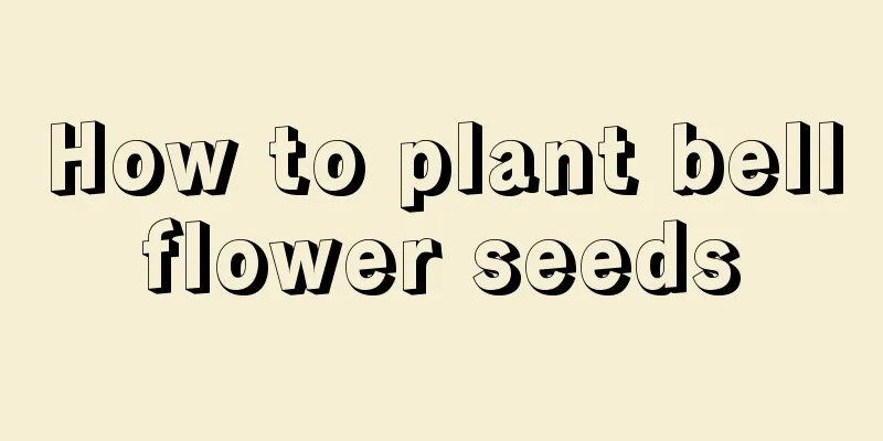 How to plant bellflower seeds