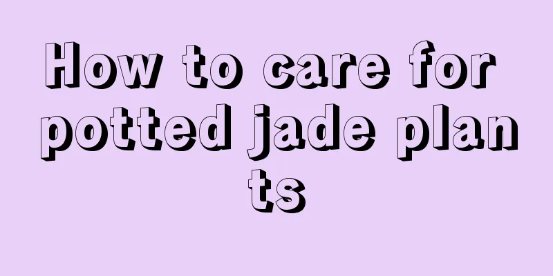 How to care for potted jade plants