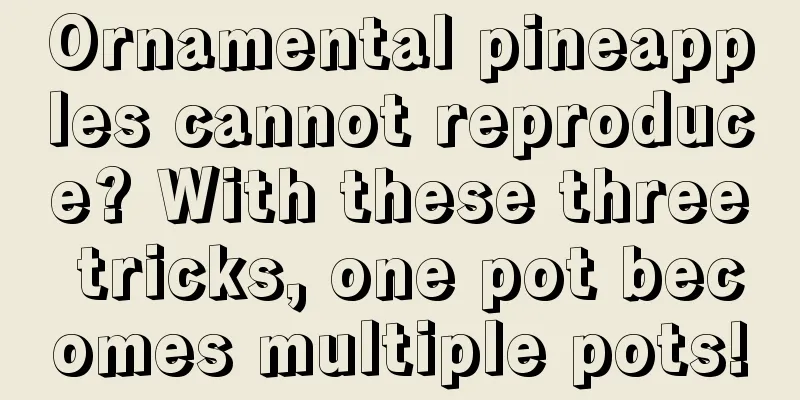 Ornamental pineapples cannot reproduce? With these three tricks, one pot becomes multiple pots!