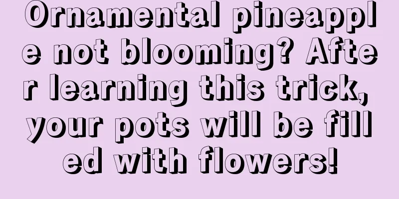 Ornamental pineapple not blooming? After learning this trick, your pots will be filled with flowers!