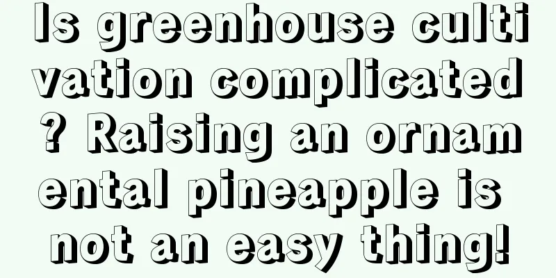 Is greenhouse cultivation complicated? Raising an ornamental pineapple is not an easy thing!