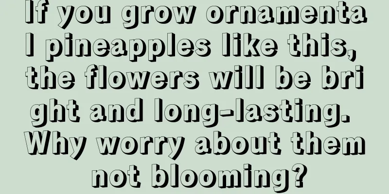 If you grow ornamental pineapples like this, the flowers will be bright and long-lasting. Why worry about them not blooming?