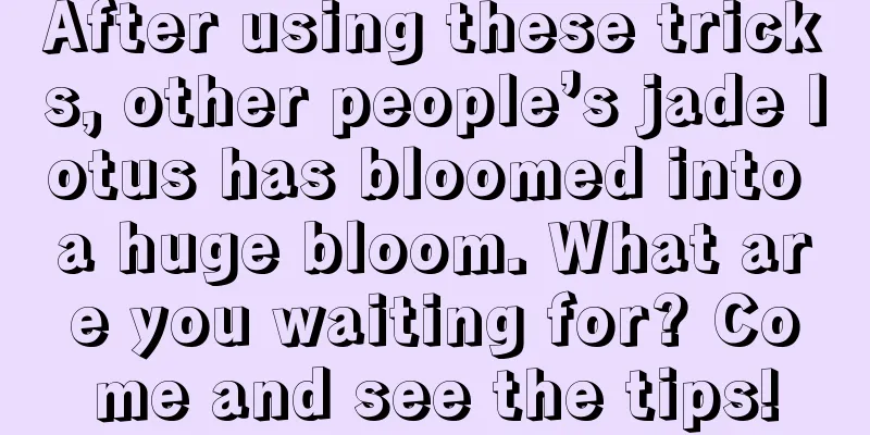 After using these tricks, other people’s jade lotus has bloomed into a huge bloom. What are you waiting for? Come and see the tips!