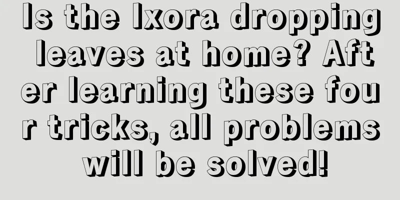 Is the Ixora dropping leaves at home? After learning these four tricks, all problems will be solved!