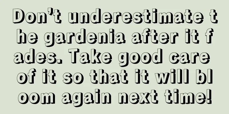 Don’t underestimate the gardenia after it fades. Take good care of it so that it will bloom again next time!