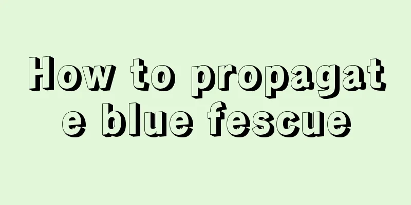 How to propagate blue fescue