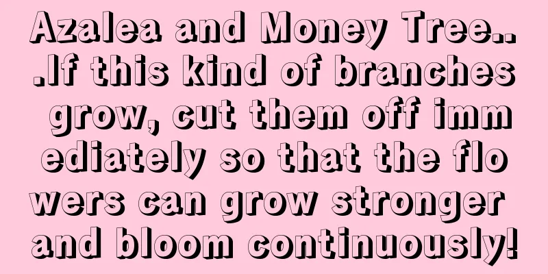 Azalea and Money Tree...If this kind of branches grow, cut them off immediately so that the flowers can grow stronger and bloom continuously!