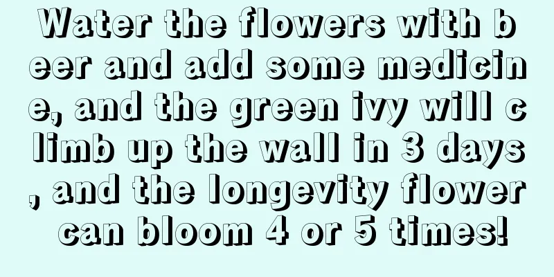 Water the flowers with beer and add some medicine, and the green ivy will climb up the wall in 3 days, and the longevity flower can bloom 4 or 5 times!