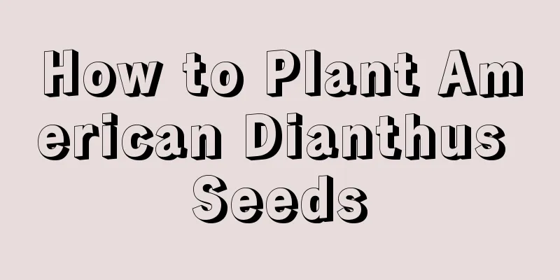 How to Plant American Dianthus Seeds