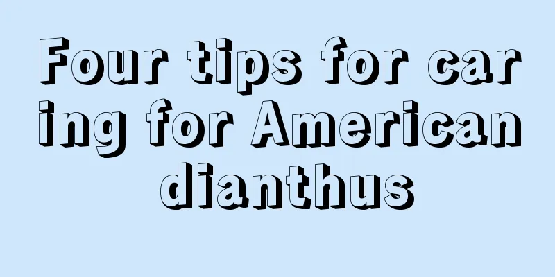 Four tips for caring for American dianthus