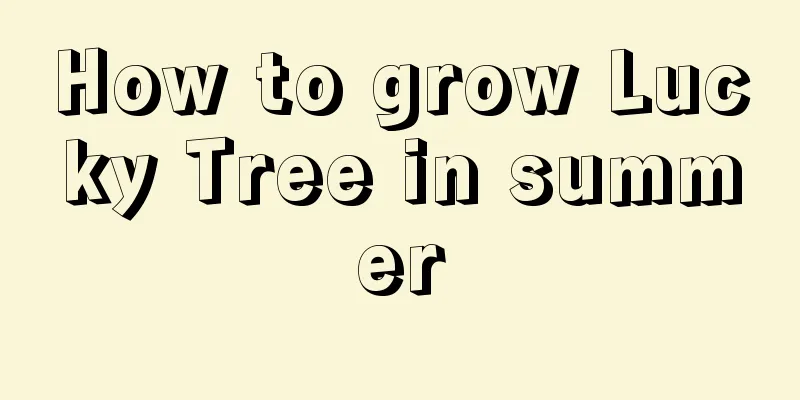 How to grow Lucky Tree in summer