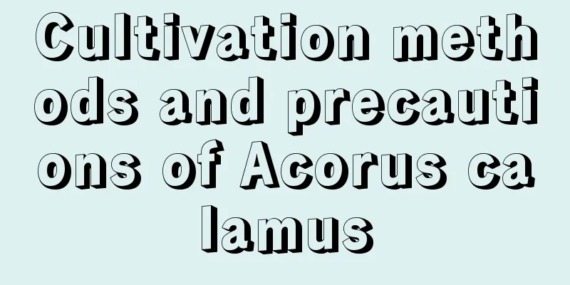 Cultivation methods and precautions of Acorus calamus