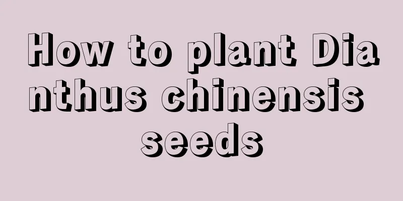 How to plant Dianthus chinensis seeds