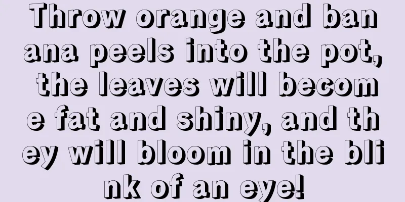 Throw orange and banana peels into the pot, the leaves will become fat and shiny, and they will bloom in the blink of an eye!