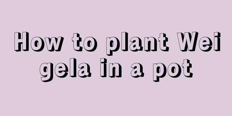 How to plant Weigela in a pot