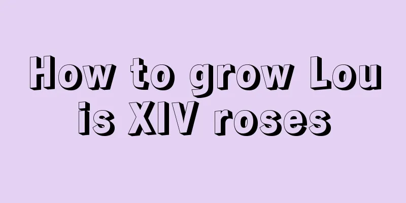 How to grow Louis XIV roses