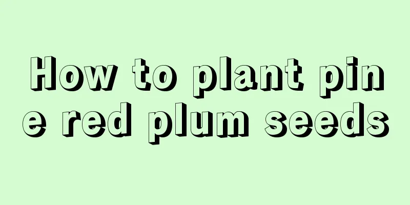 How to plant pine red plum seeds