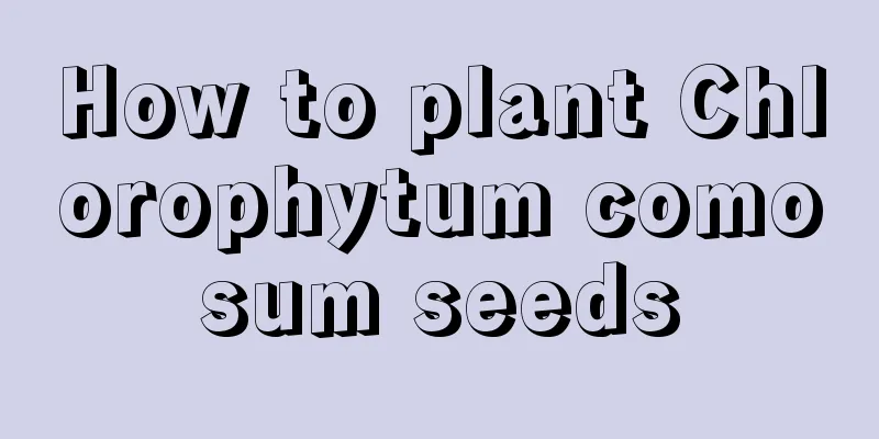 How to plant Chlorophytum comosum seeds