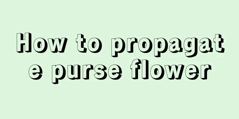 How to propagate purse flower