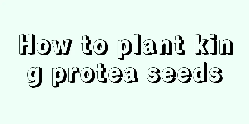 How to plant king protea seeds