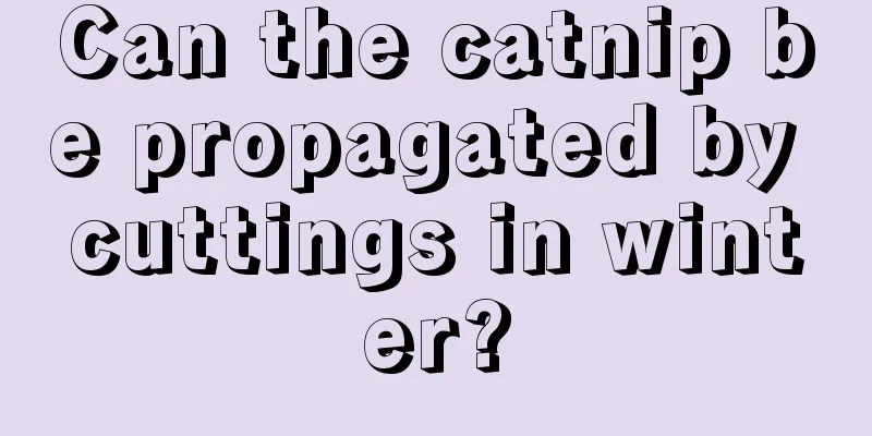 Can the catnip be propagated by cuttings in winter?