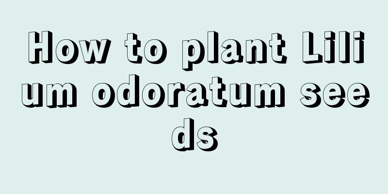 How to plant Lilium odoratum seeds