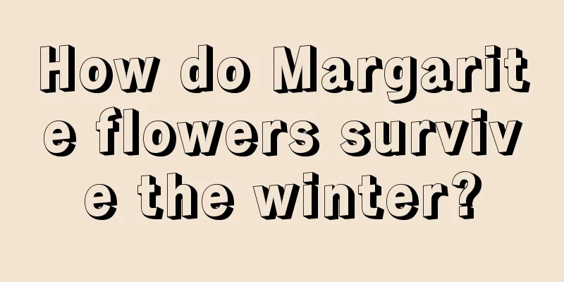 How do Margarite flowers survive the winter?